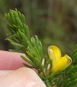 Image of Aspalathus asparagoides subsp. asparagoides