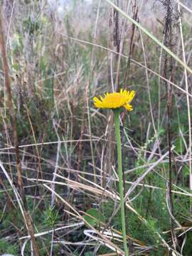 Image of southeastern sneezeweed