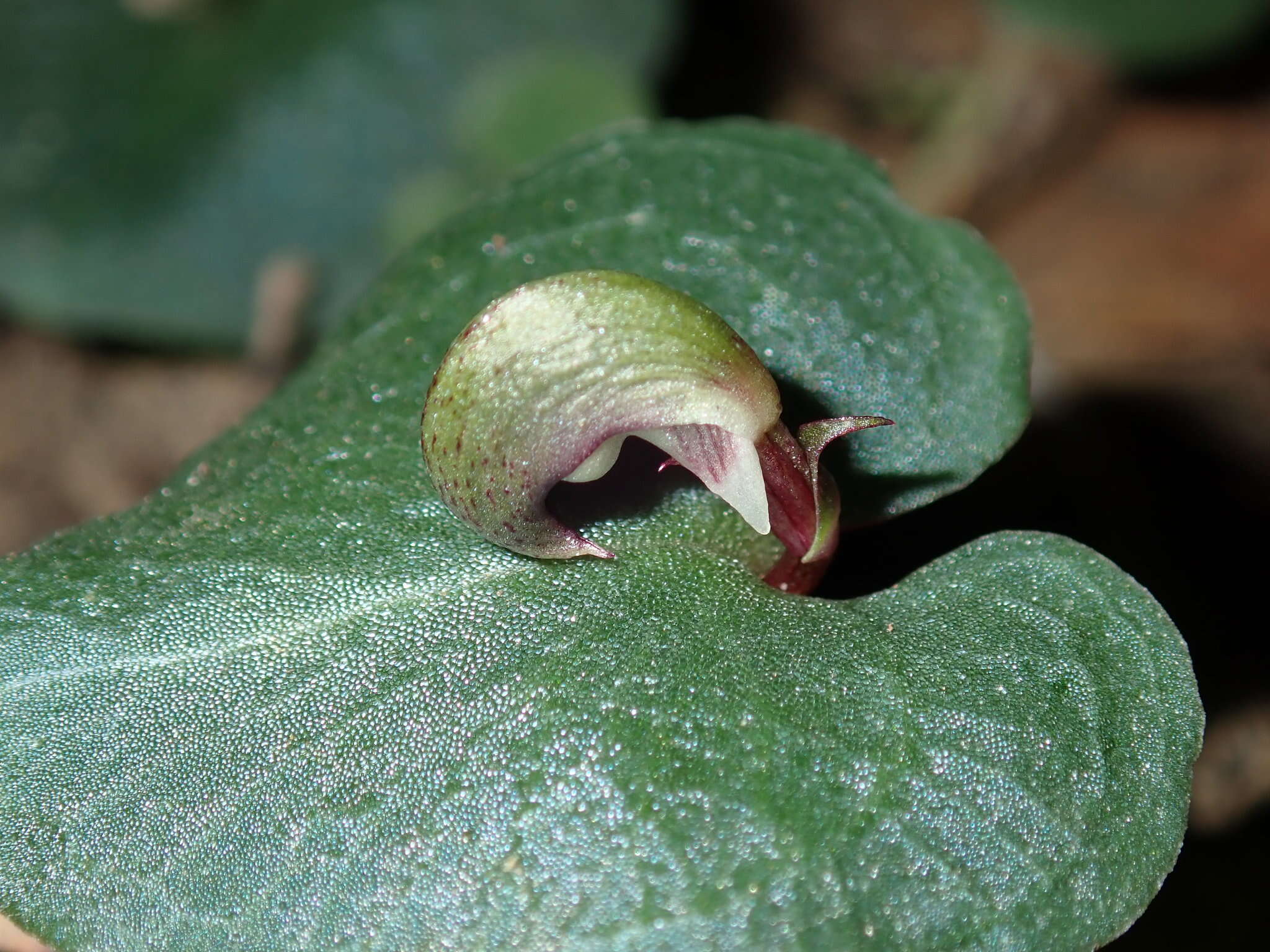 Image de Corybas aconitiflorus Salisb.