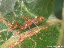 Image of Myrmaplata plataleoides (O. Pickard-Cambridge 1869)