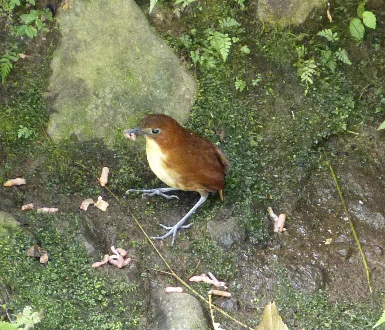 Image of Yellow-breasted Antpitta