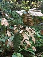 Image of Sudden oak death