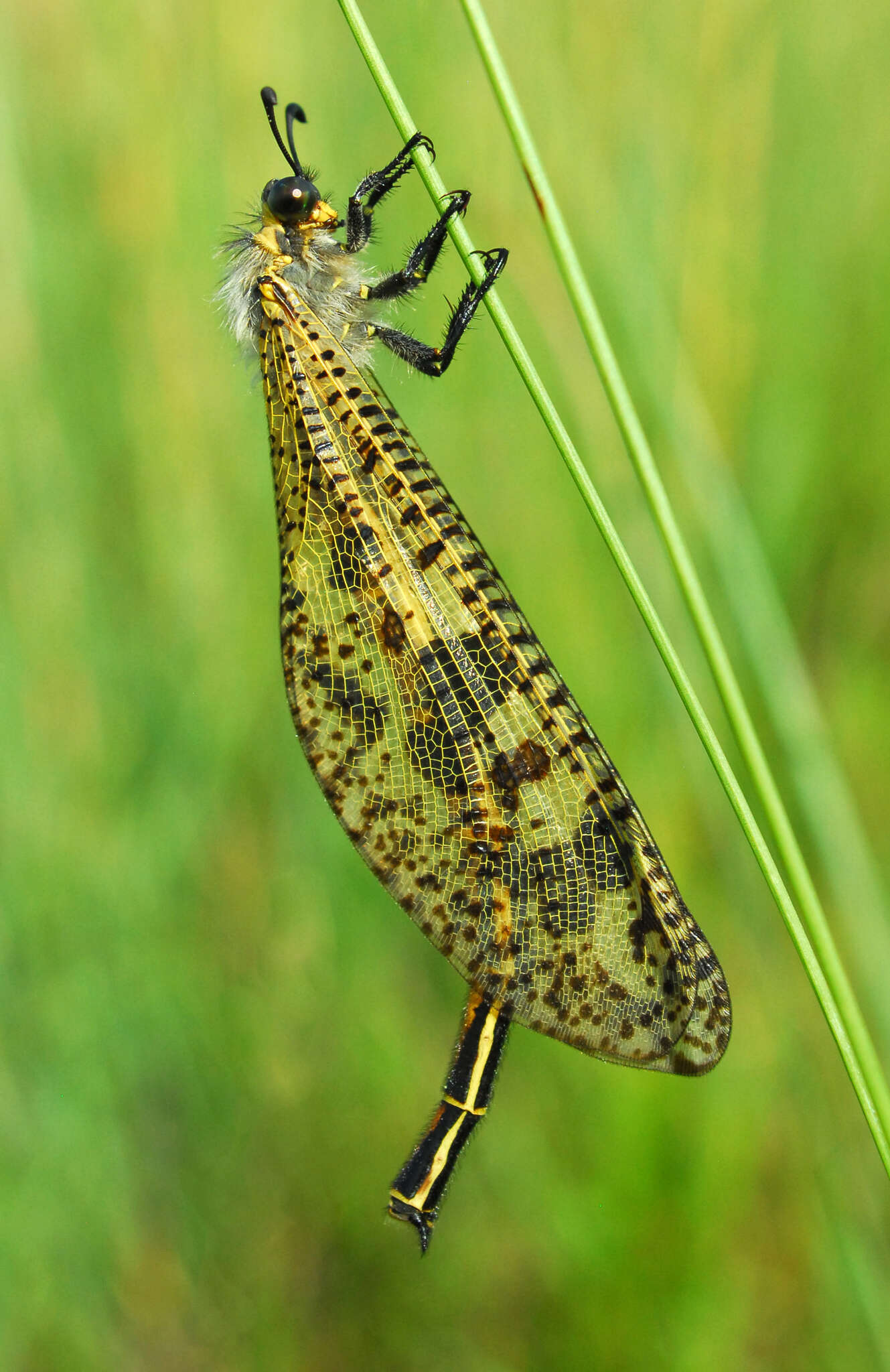 Image of Palpares caffer (Burmeister 1839)