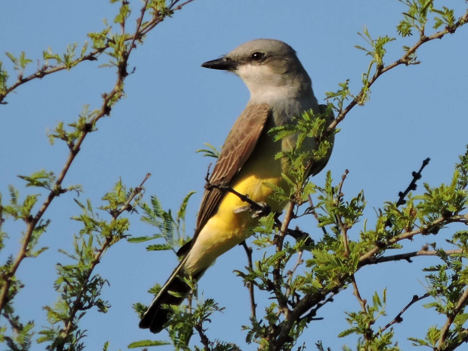 Image of Western Kingbird