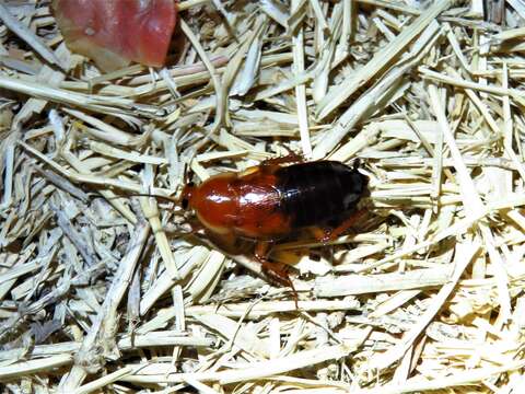 Image of Fulvous Wood Cockroach