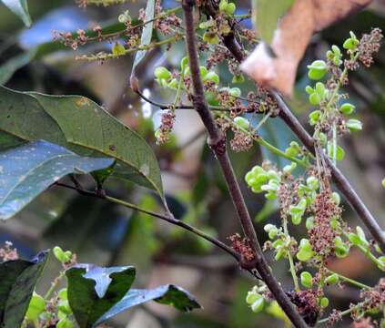 Image of Guioa acutifolia Radlk.