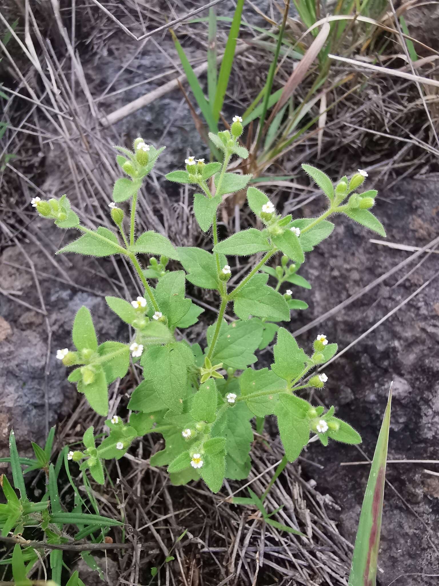 Image de Galeana pratensis (Kunth) Rydb.