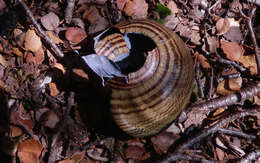 Image of Powelliphanta hochstetteri consobrina (Powell 1936)