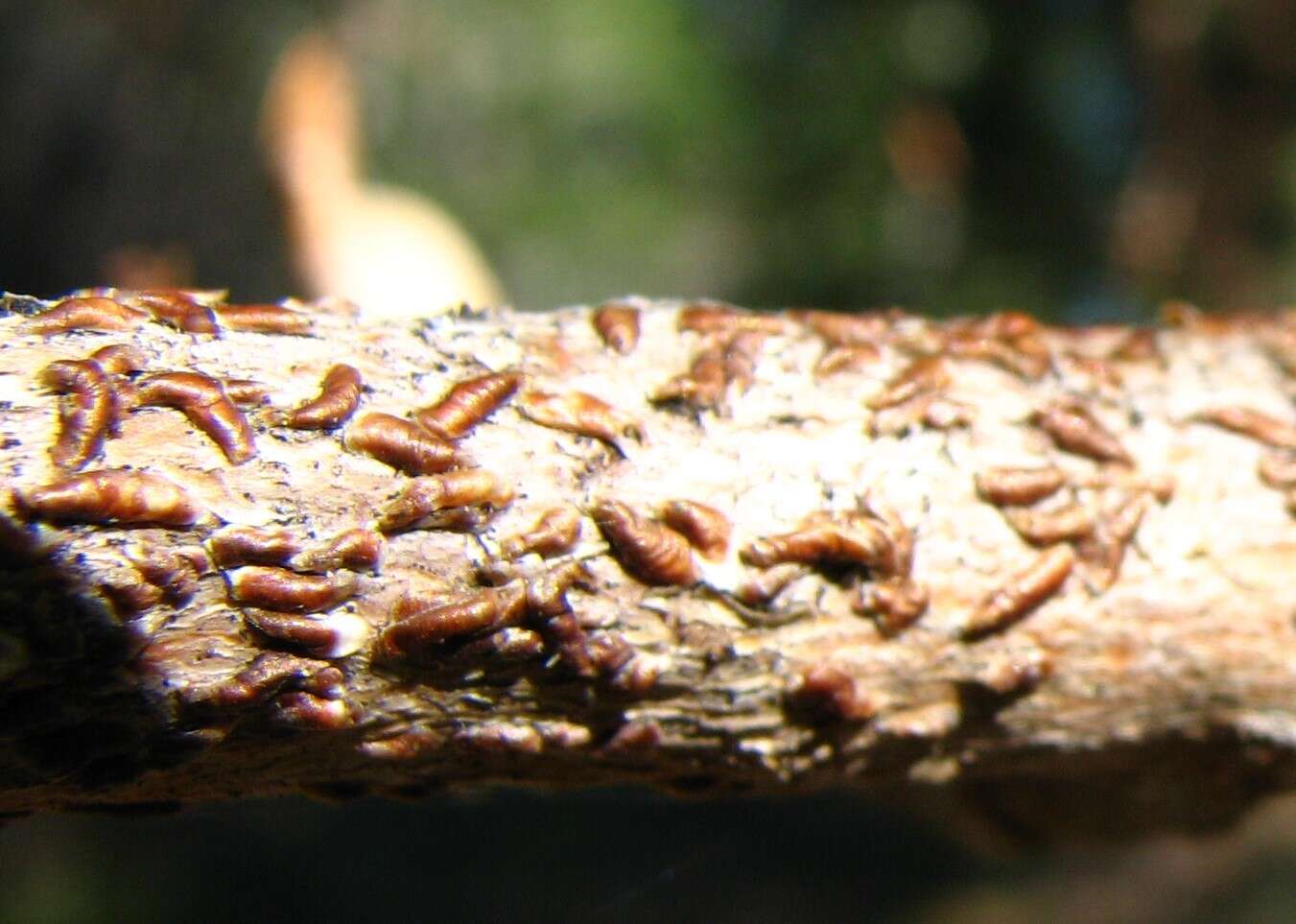 Image of Oystershell Scale