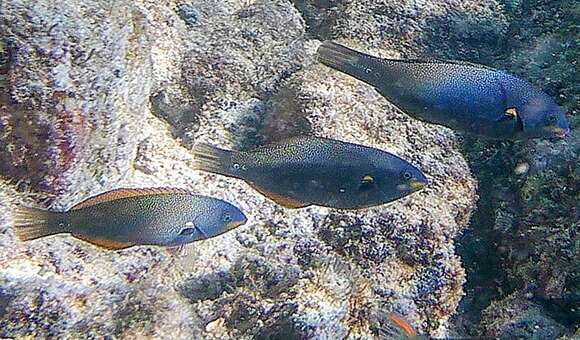 Image of Belted wrasse