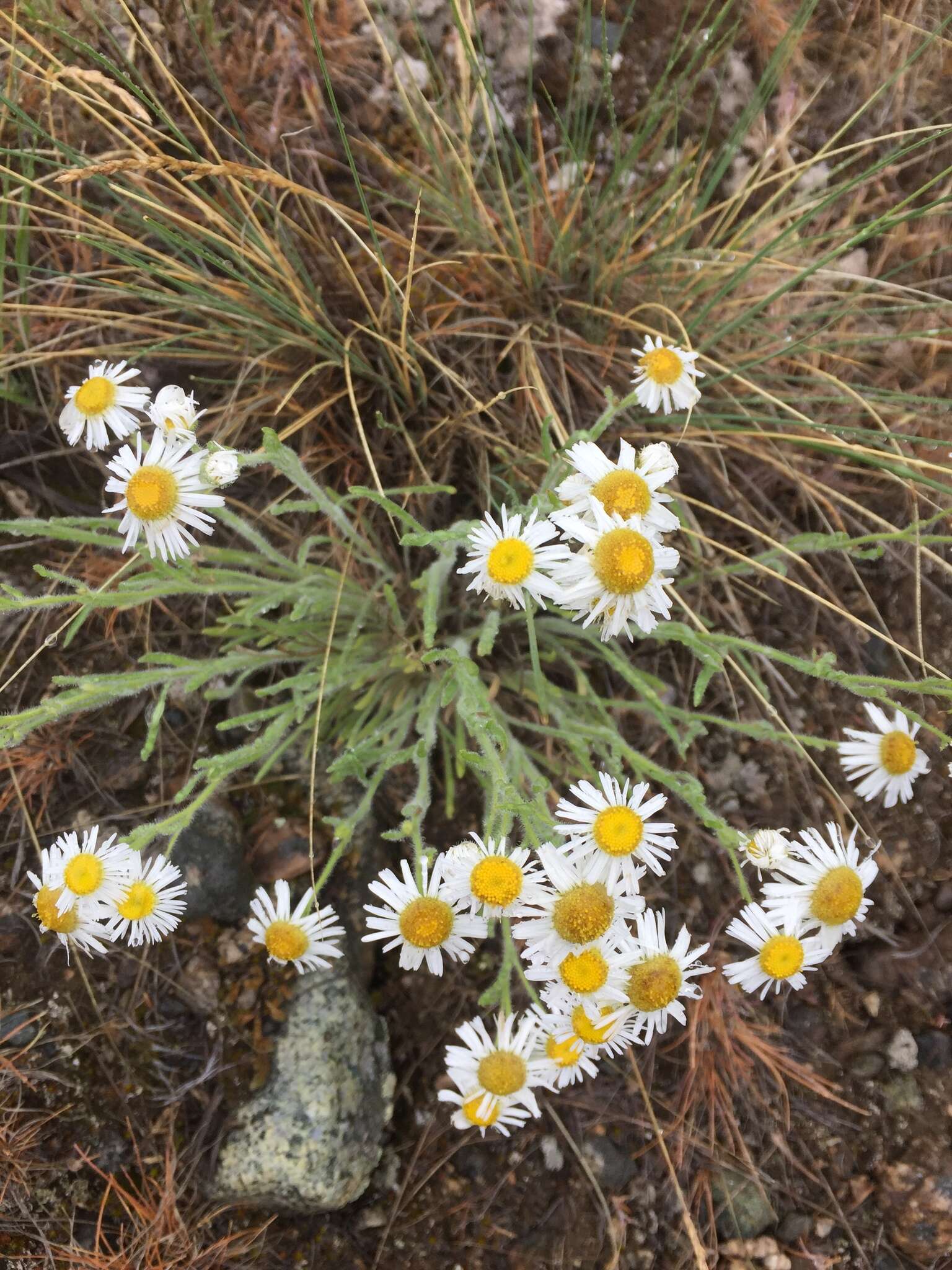 Image de Erigeron pumilus Nutt.