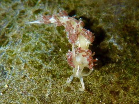 Image de Coryphella verta Ev. Marcus 1970