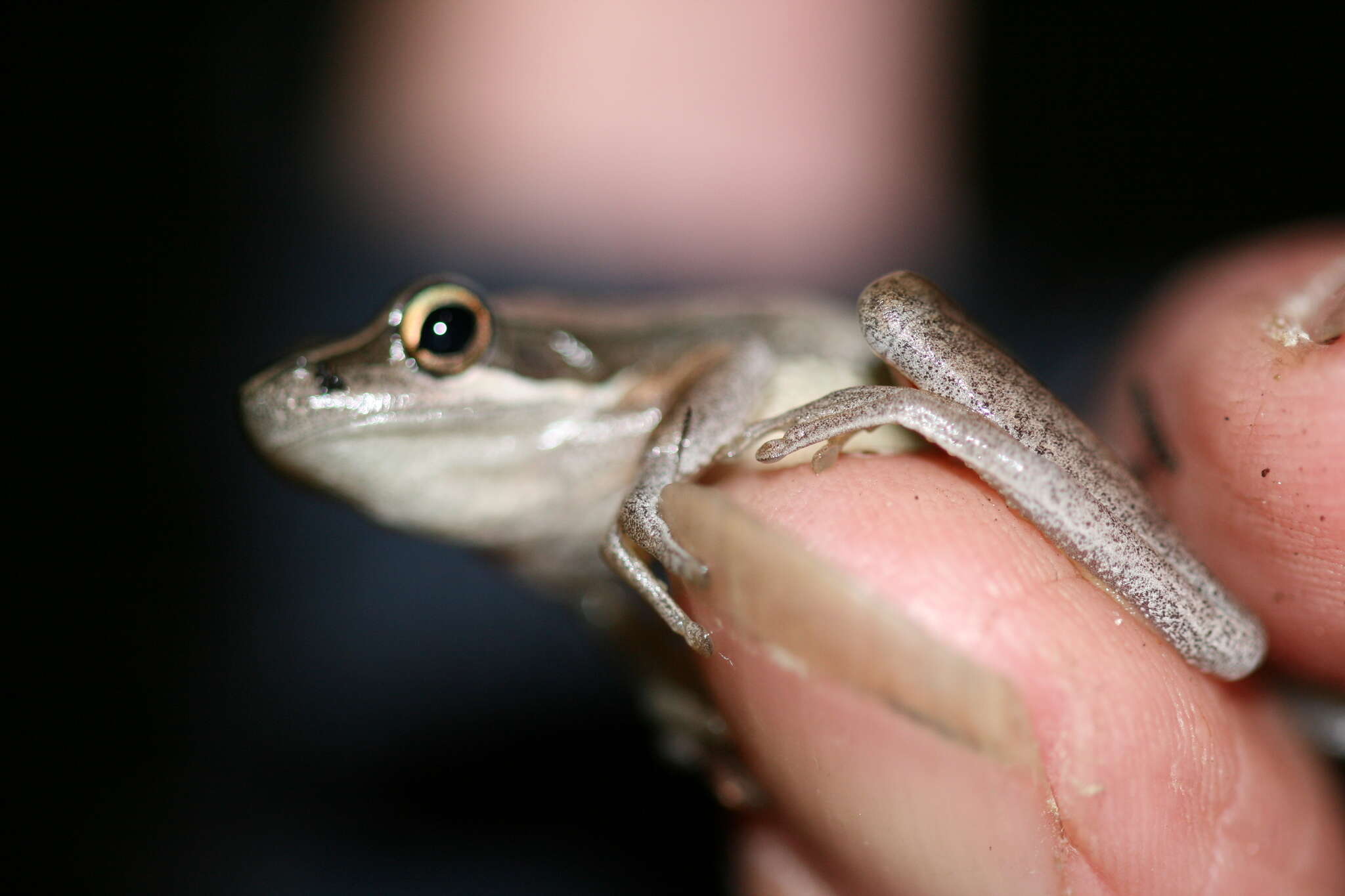 Imagem de Litoria adelaidensis (Gray 1841)