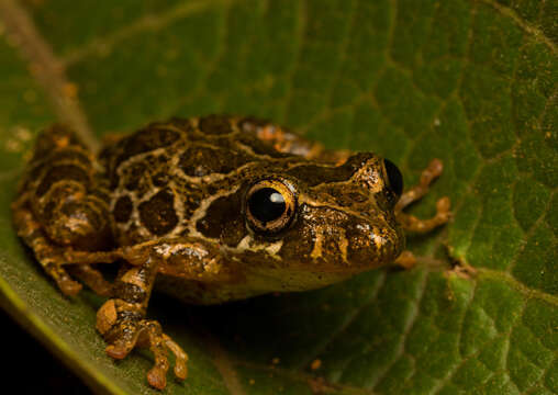 Sivun Scinax maracaya (Cardoso & Sazima 1980) kuva