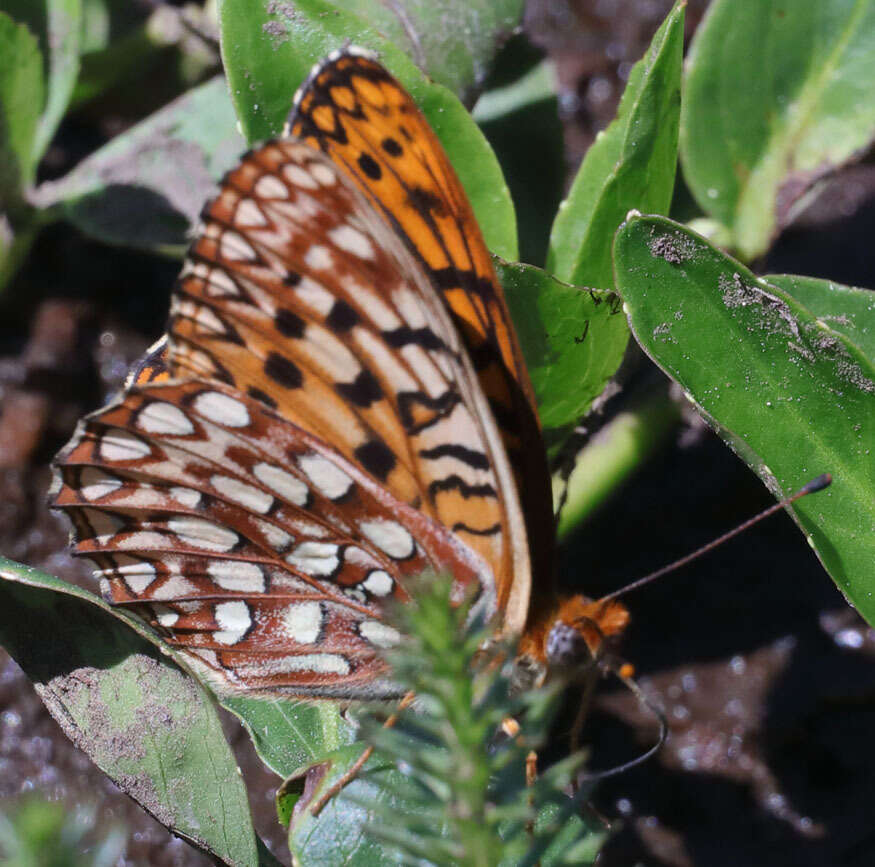 Image of Speyeria hesperis cottlei (J. A. Comstock 1925)