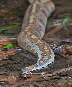 Image of Blood Python