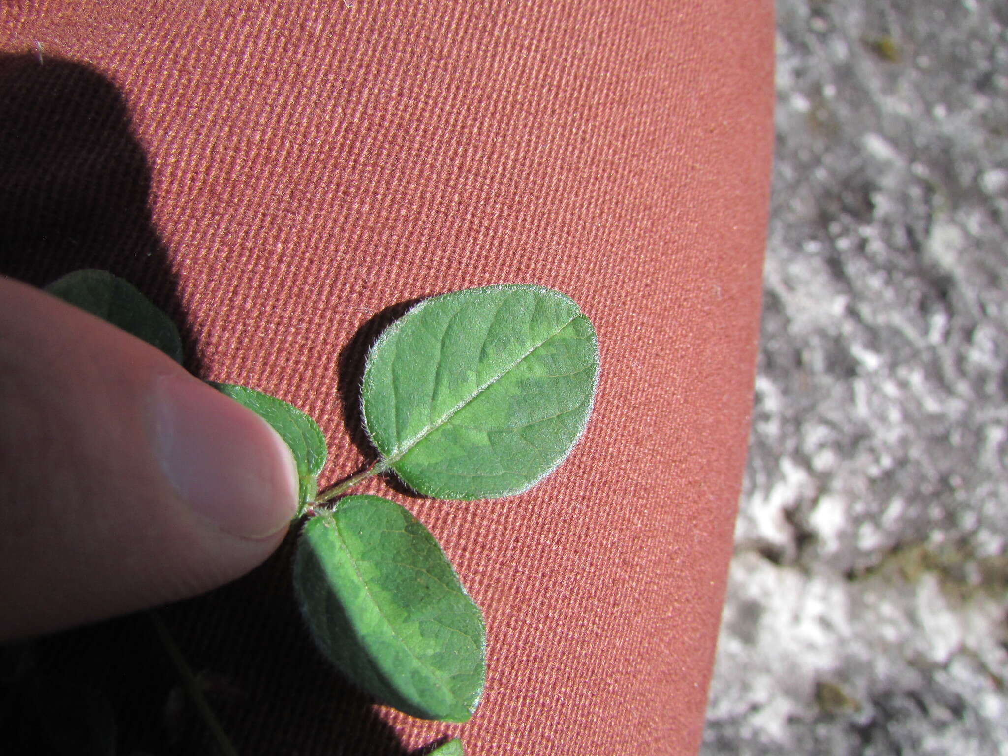 Image of Graham's ticktrefoil