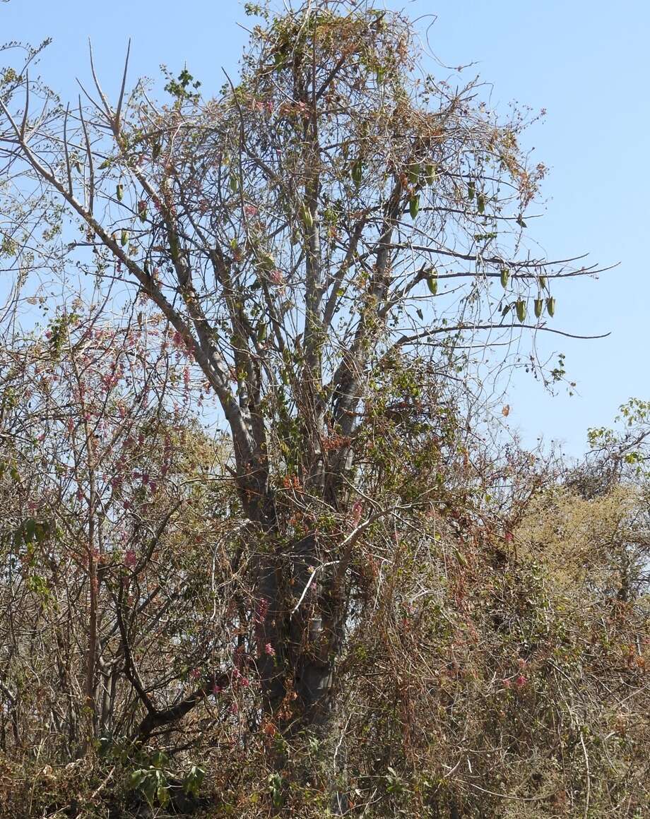 Image of Jacaratia mexicana A. DC.