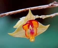 Image de Lepanthes tachirensis Foldats