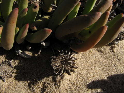 Image of Cephalophyllum ebracteatum (Schlechter & Diels) Dinter & Schwant.