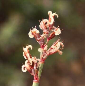 Слика од Anarthria humilis Nees