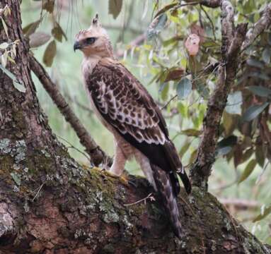 Nisaetus nipalensis Hodgson 1836 resmi