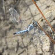 Image of Little Blue Dragonlet