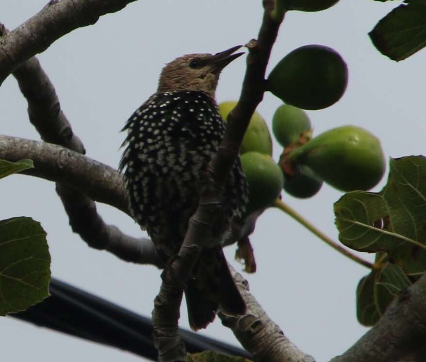 Image of Sturnus vulgaris granti Hartert 1903