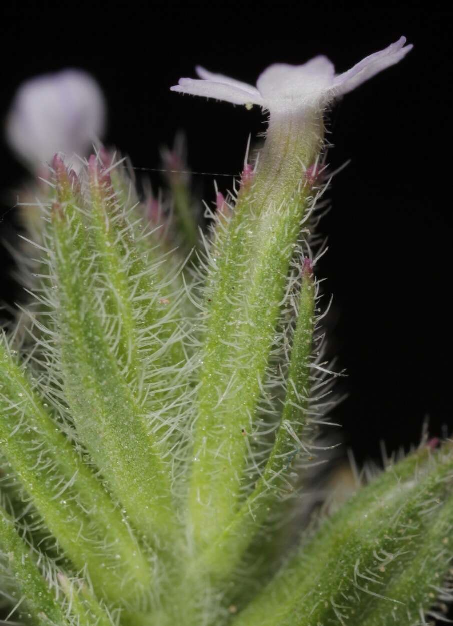 Image of Glandularia quadrangulata (A. Heller) Umber