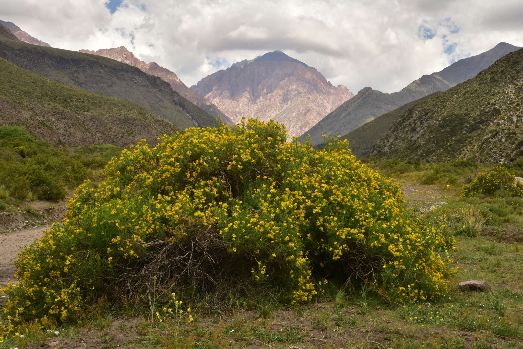 Image of <i>Senecio <i>subulatus</i></i> var. subulatus