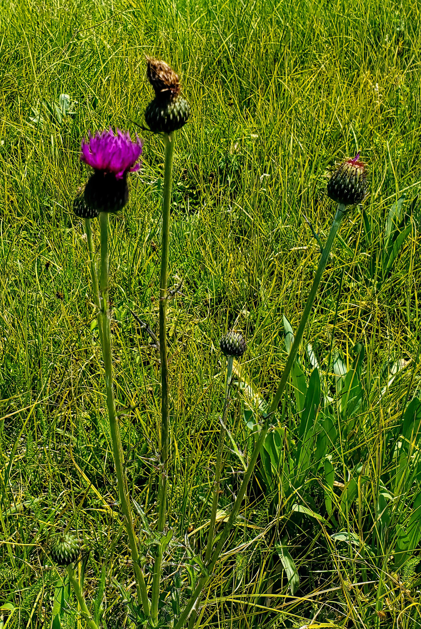 Imagem de Cirsium grahamii A. Gray