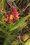 Image of Elleanthus myrosmatis (Rchb. fil.) Rchb. fil.