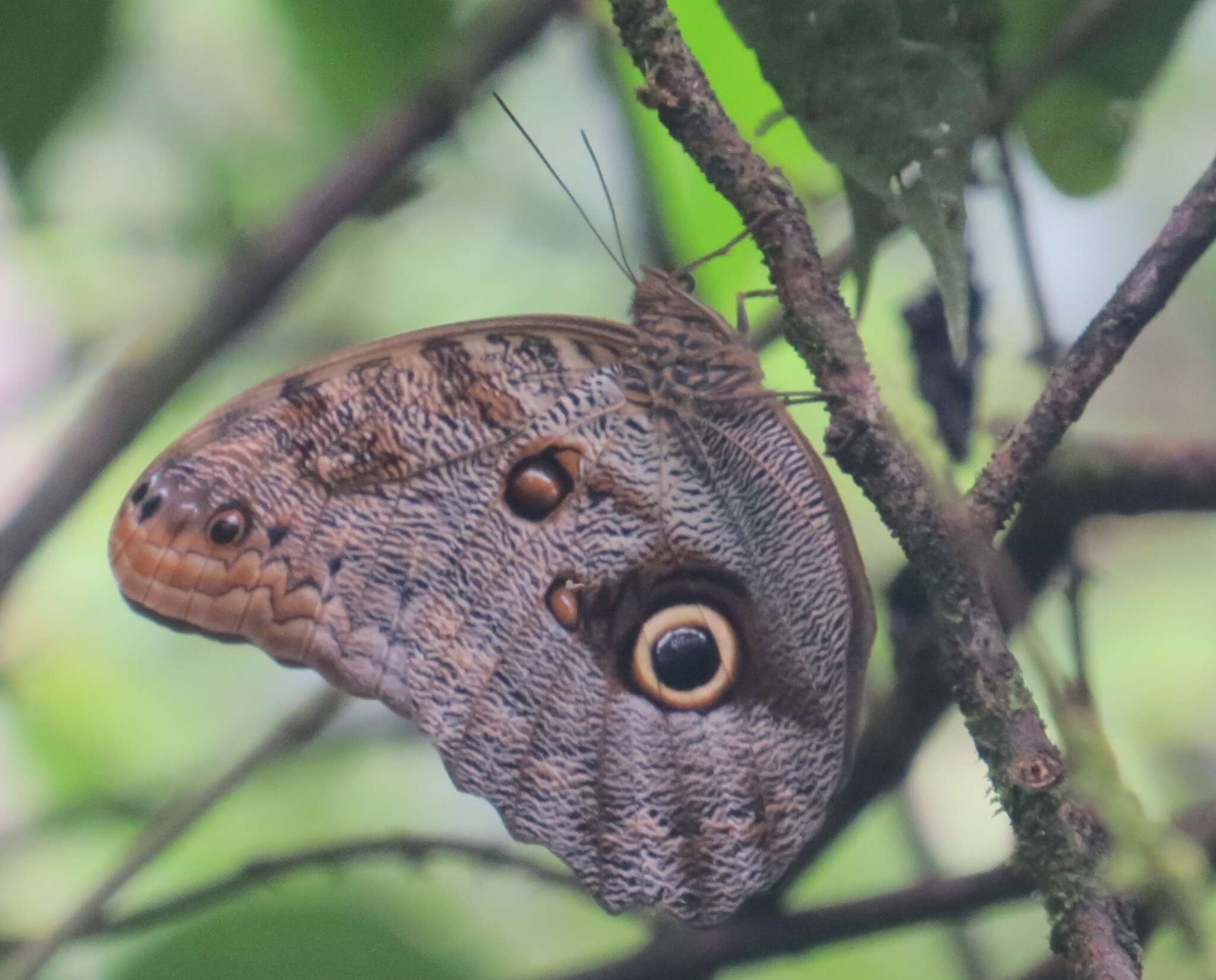 Imagem de Caligo brasiliensis Felder 1862