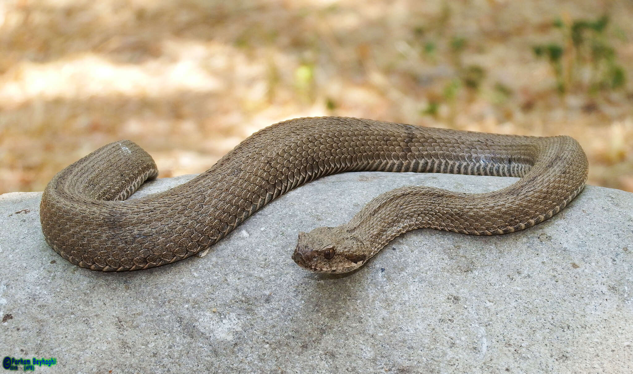 صورة Montivipera latifii (Mertens, Darewsky & Klemmer 1967)