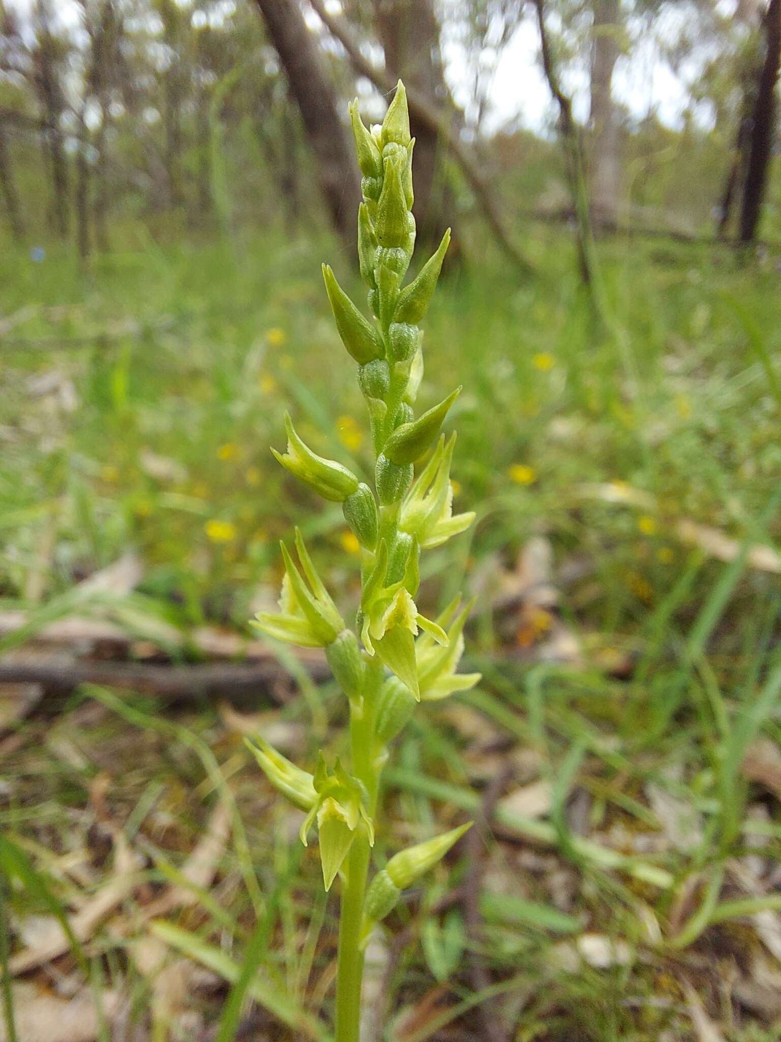 Image of Prasophyllum pallidum Nicholls