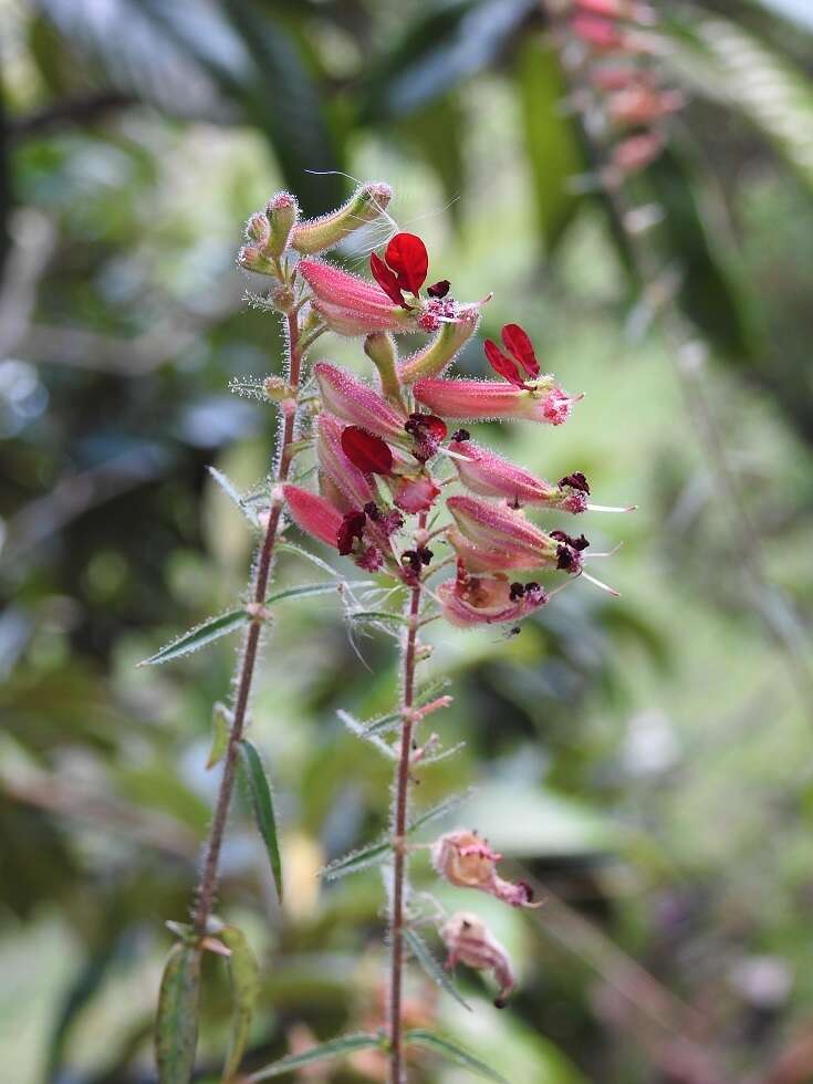 Imagem de Cuphea hookeriana Walp.