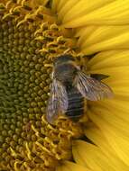 Imagem de Megachile versicolor Smith 1844