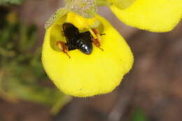 Image de Chalepogenus rufipes Roig-Alsina 1999