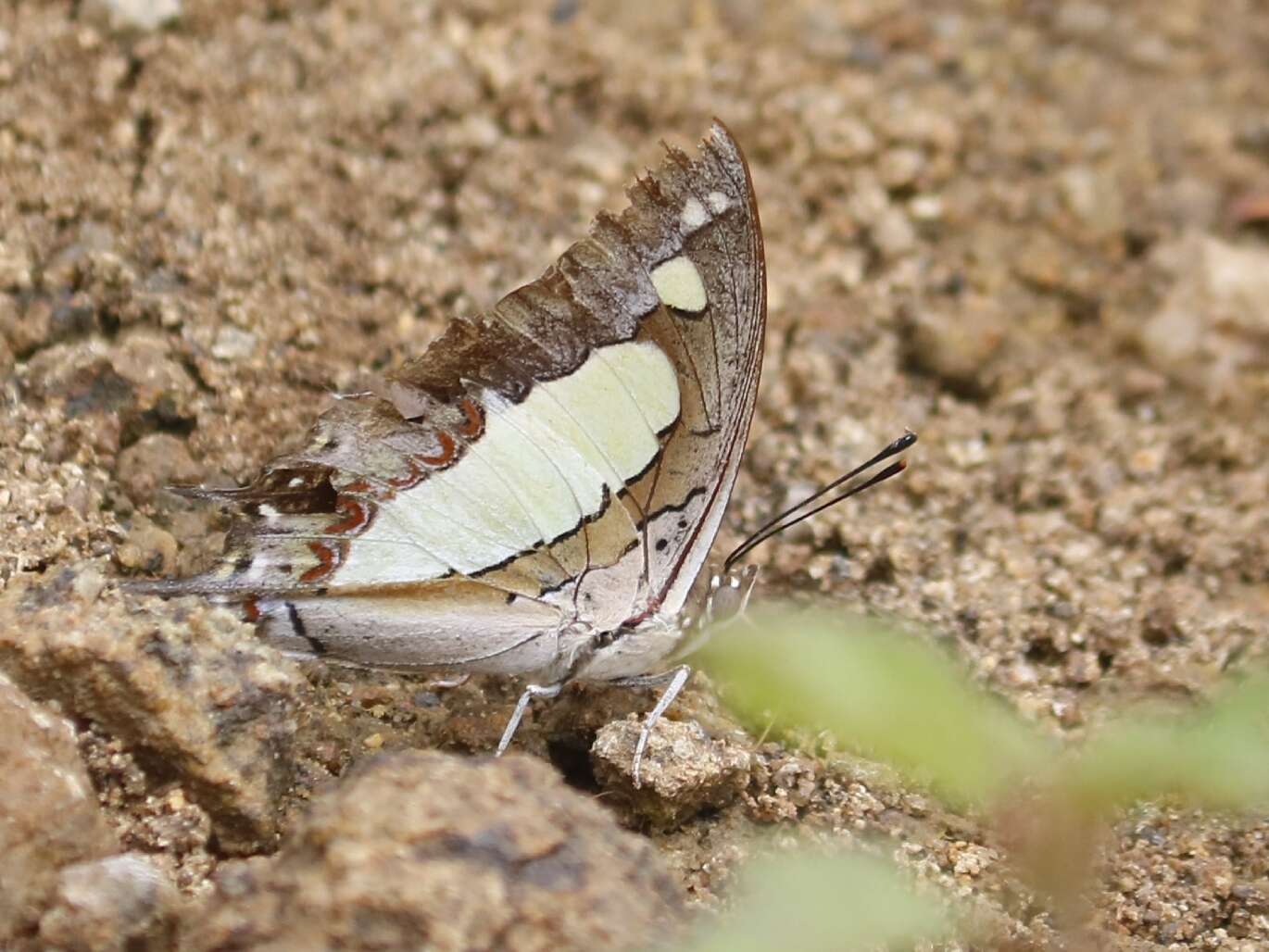 Image of Polyura agrarius Swinhoe 1886