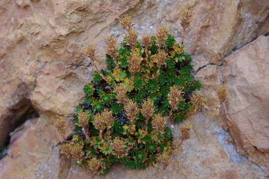 Plancia ëd Saxifraga meyeri I. P. Mandenova