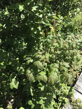 Image of grayleaf red raspberry