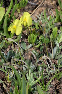 Image of Lotononis prostrata (L.) Benth.