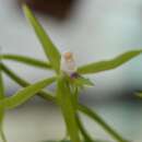 Image de Epidendrum lacertinum Lindl.