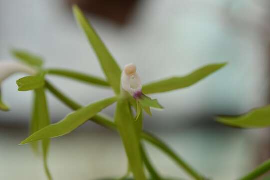 Image of Epidendrum lacertinum Lindl.