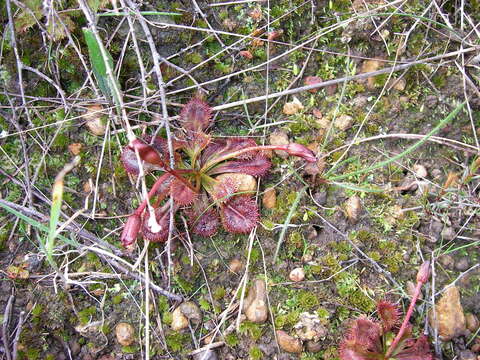 Image of Drosera schmutzii Lowrie & Conran