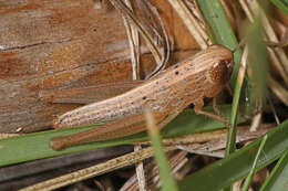 Image of Brown Winter Grasshopper