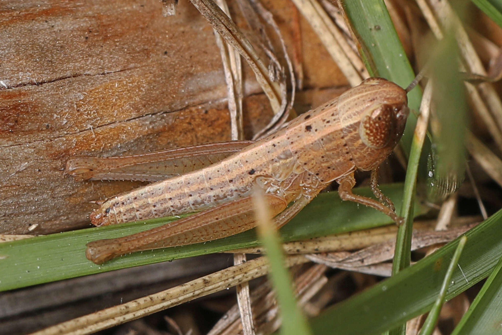 Image of Brown Winter Grasshopper