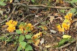 Image of Cantharellus lateritius (Berk.) Singer 1951