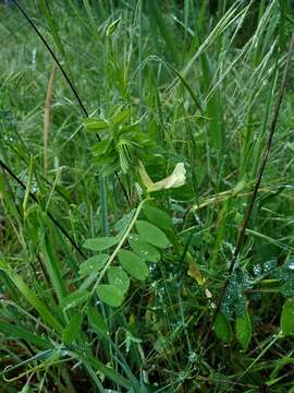 Sivun Vicia hybrida L. kuva