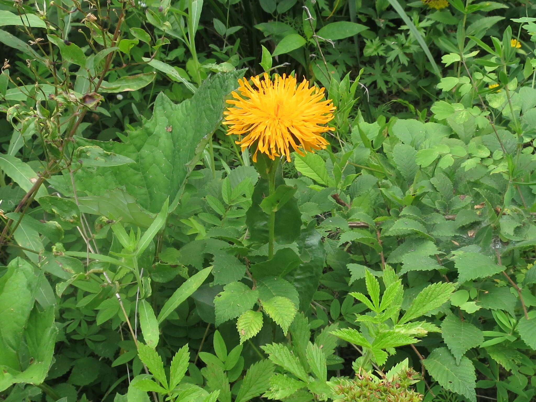 Image of Hypochaeris ciliata (Thunb.) Makino